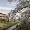 桜はやっぱり難しい・・・