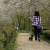 関の千本桜