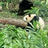 台北　天気の悪い日は動物園へ