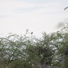 ヨーロッパハチクイ European Bee-eater