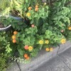 Lantana