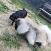 老犬ホームあん｜つくね＆アンジュ＾＾