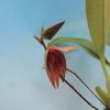 Bulbophyllum mandibulare 