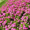 やまぐちフラワーランドの花木風景（3）：山口県柳井市