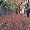 公園の秋本番