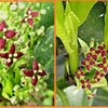 アオキの雄花、雌花＆ナガサキアゲハ・クロアゲハの羽化
