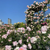 薔薇図鑑🌹大阪中之島バラ園