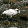 鳥見休みの番外編　コサギの漁　