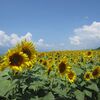 【清里・八ヶ岳】関東から１泊２日：夏休みにおすすめの家族旅行。明野のサンフラワーフェス、星が見える清里高原ホテルを紹介☆