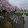 桜２０１６　その８