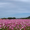 ぽかぽか日和に　満開！