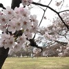 【お花見】平日お昼の代々木公園混雑状況！(2020/3/23)