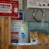 隣県中部離島のねこさん