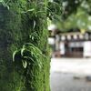 雨上がり、いつか見た花は夏色に。　～愛知県一宮市「真清田神社」訪問記