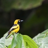 キイロカササギビタキ Golden Monarch