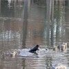 カラスの水浴び