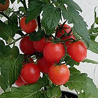 プチトマトとは 動植物の人気 最新記事を集めました はてな