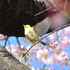 🐣上野公園の早咲き桜でひたすらメジロ撮影❗️