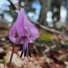 目丸山のカタクリ（九州脊梁山地）