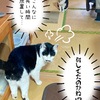 麻酔検査