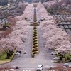 「富士霊園の桜」の撮影　2023年3月29日　その1　(機材:　LAOWA Argus 25mm F0.95 MFT APO、OLYMPUS PEN E-PL8 )