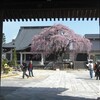 専照寺の枝垂れ桜