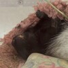 くろごまあん二世 119日目