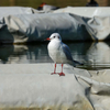 お昼休みに公園鳥見散歩