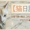 3月21日 お留守番後のご褒美！ 猫用自動おもちゃで運動不足解消