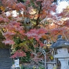 紅葉は終わり。今年最後の鎌倉散歩