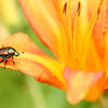 夏に見頃を向かえる草花たち （附属自然教育園 Institute of Nature Study） [Canon EOS 7D]