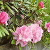 Adoの『うっせぇわ』を聴いてみたメンヘラの花画像