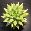 【エケベリア紹介 1】東雲 Echeveria agavoides ('Corderoyi' ?) 