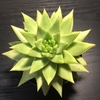 【エケベリア紹介 1】東雲 Echeveria agavoides ('Corderoyi' ?) 