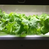 【グリーンファーム】配置を変えたレタスがもうそろそろ収穫できそう【水耕栽培】