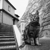 記憶の旅猫・坂の街にて3。