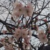 三分咲きの桜に誘われて――今池水みらいセンターの春さんぽ