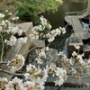 花曇りの「御殿山庭園」でお花見