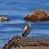 麗しき５月の海のゴイサギ