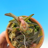 Epidendrum schlechterianum