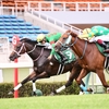 競馬初心者必見☆馬券予想🔥〜アイビスSD〜今年は特に混戦模様！とりあえず外枠をベタ買いで〜