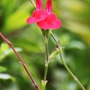 住宅街の花木、実