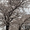 今年も桜が咲きました　2021