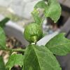 果樹や樹木の実～８年目にしてできた待望の小さなレモンの実～
