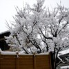 庭木の白い景色