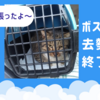 【野良猫ボス君｜去勢手術】保護猫姉妹のお父さん？〈佐世保発〉