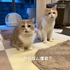 雨田甘夏、うっかりです。【猫と廊下と老化事情】