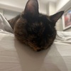 おるしゅばん。