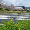 散りゆく桜-賀茂川の桜-