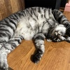 家からちょっとだけ花火鑑賞